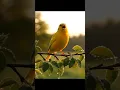 Download Lagu canary Yorkshire #birds  #kenari  #canarias #birdsong