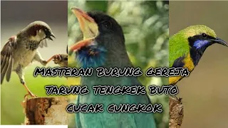 Download MASTERAN BURUNG RAPAT GEREJA TARUNG,TENGEKEK BUTO DAN CUCAK CUNGKOK DENGAN JEDA UNTUK CENDET, MURAI MP3