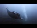 Mantas at Koh Bon - 10/12/2018 - generic edit