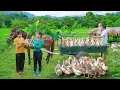 Download Lagu Buy Many Ducks From Farmer Women - Use Horse Drawn Cart Transport Many Ducks Go To Market Sell
