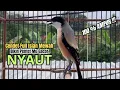 Download Lagu burung cendet gacor NARUNG FULL TEMBAKAN,, PANCINGAN CENDET AGAR BUNYI jadikan BURUNG PENTET GACOR