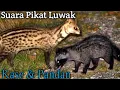 Download Lagu SUARA PIKAT MUSANG RASE \u0026 PANDAN TERAMPUH