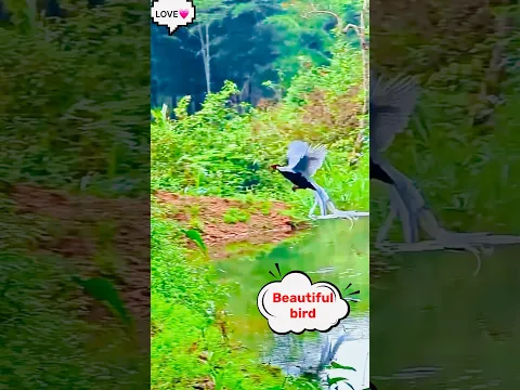 Aa beautiful bird π#beautifulbird #birdsounds #birdlovers #birdshorts #shorts #viral #viralvideo