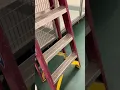 Another Escapade In Petco Grooming