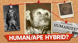 इंसान और चिम्पैंजी के मिलन से बनी एक नई प्रजाति? | A New Species Born From Humans and Chimpanzees?