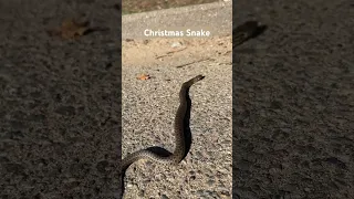 This Gopher Snake was sitting in the middle of the road and I had to help it ￼#snake #snakes
