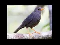 Download Lagu  Thrushes