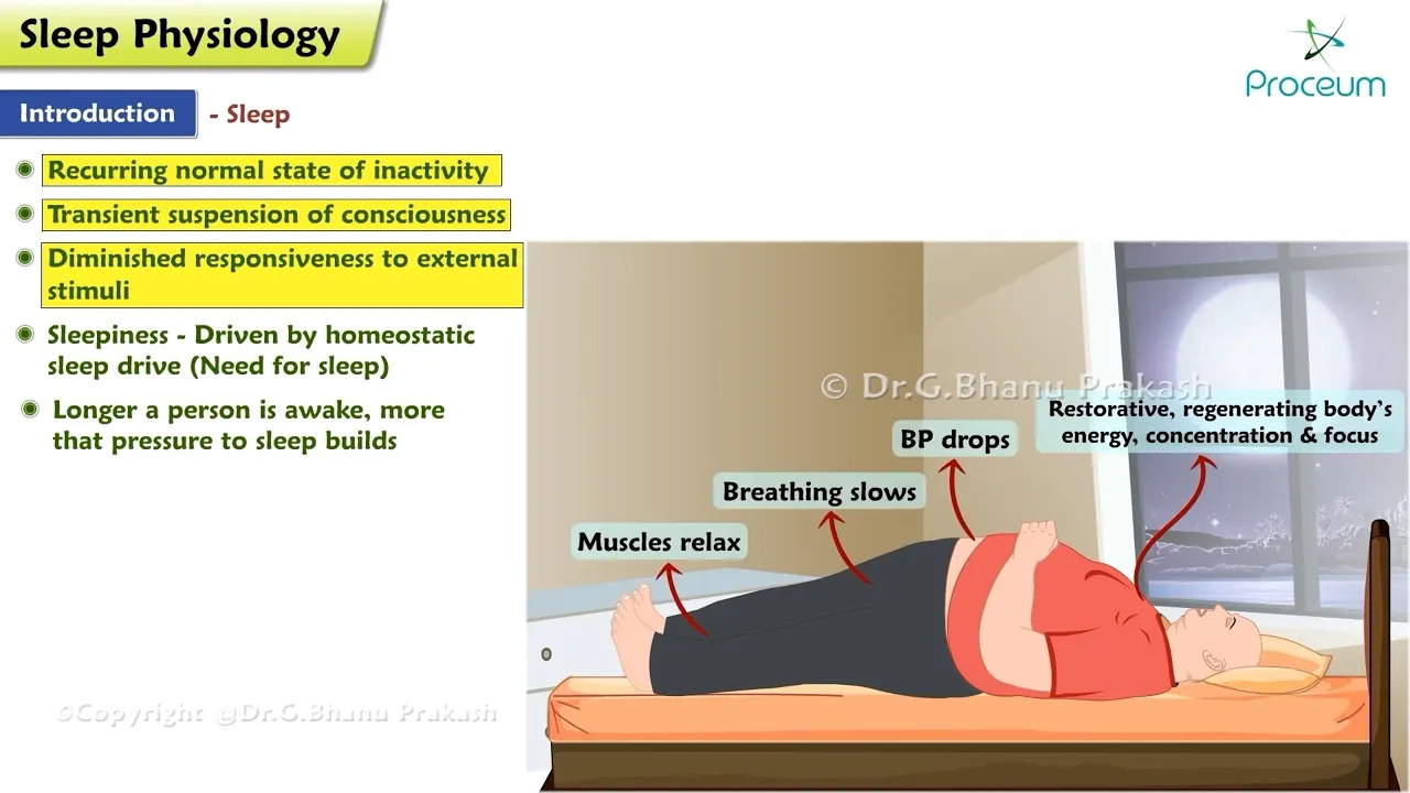 Sleep Physiology Animation (Introduction & Stages) 😴
