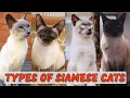 10 Most Popular Types of Siamese Cats - Which is Best for You