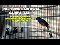 Download Lagu Murai batu saat di gantang dari awal sampai akhir ngelowo apakah pangkas extra fooding solusinya?