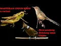 Download Lagu MASTERAN CIGUN 3 VARIASI // PANCINGAN CIBLEK GUNUNG PALING DICARI