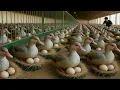 Download Lagu Poultry farming - How to raise ducks for business on the farm - Rural life
