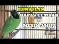 Download Lagu Materi mewah cucak ijo isian mesin jahit dan kapas tembak #cucakijofullisian