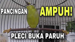 Download suara pancingan pleci agar cepat gacor dan buka paruh semua jenis pleci pasti nyaut MP3