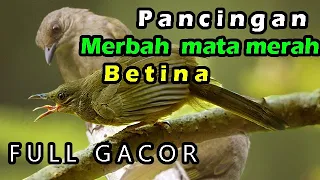 pancingan merbah belukar betina memanggil jantan jog jog lumut gacor olive winged bulbul call