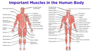 The Muscular System