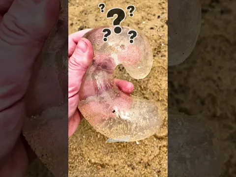 ¿Qué Es Esta Cosa TRANSPARENTE? 😨🐚