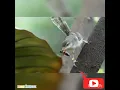 Download Lagu SUARA BURUNG CIBLEK RIBUT (AMPUH UNTUK PIKAT)