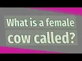 What is a female cow called