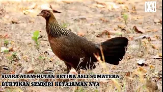 Download Suara kekek ayam hutan betina asli MP3