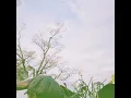 white - TOSHIKI HAYASHI (%C)