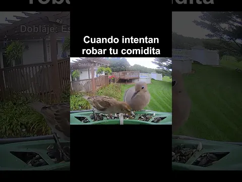 CUANDO INTENTAN ROBAR TU COMIDITA