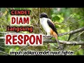 Download Lagu Cendet DIAM Pasti Tak Tahan MERESPON | Pancingan Cendet Malas Bunyi