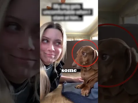 Why Dog's Become so Aggressive! 💀