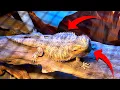 Bearded Dragon Body Language