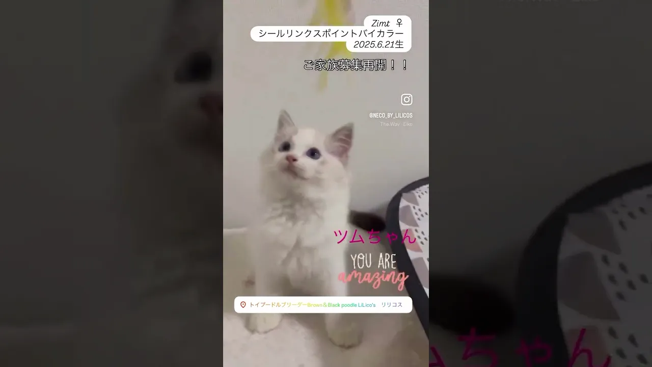 動画