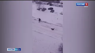 Омская прокуратура проверит как в городе производится отлов безнадзорных собак