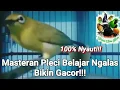 Download Lagu Plecimu Bakalan Ngotot Fight,Ngalas,Bukpar!!!