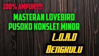 masteran lovebird konslet pusoko