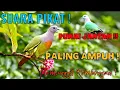 Download Lagu SUARA PIKAT BURUNG PUNAI PALING AMPUH !