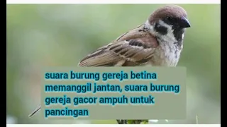 suara burung gereja betina memanggil jantan suara burung gereja buat pikat gacor untuk pancingan