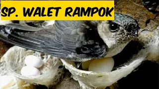 Download SUARA WALET RAMPOK MP3