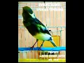 Download Lagu Burung Kenari Gacor Panjang, jenis Kenari Spanish Timbrado... #shorts