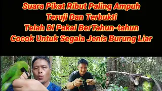 suara pikat cucak ijo ribut paling ampuh di pakai oleh para senior