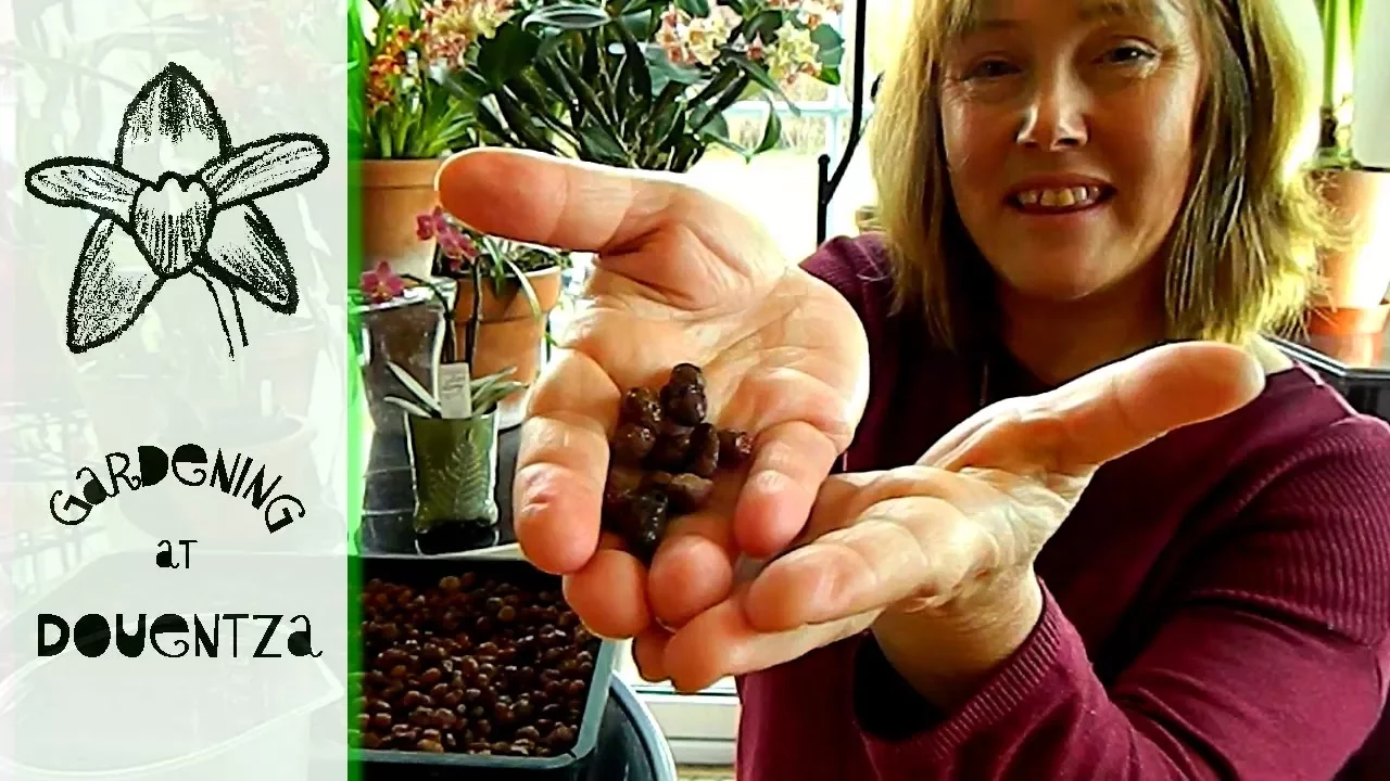 ORCHID GROWING FOR COMPLETE BEGINNERS