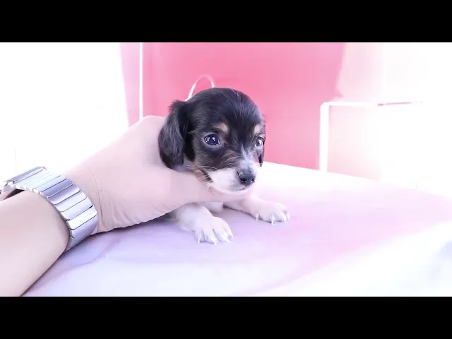 動画
