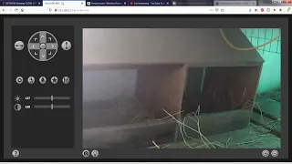 Chickies CoopCam Live Stream
