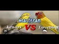 Download Lagu Masteran kenari vs lovebird full 1 jam.#MasteranKenari #Lovebird #BurungKicau