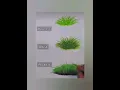 Download Lagu How To Draw A Grass In Reallasti For Beginners 👩‍🎨#art#easy#grass#drawing#artist#artwork#youtubeshor
