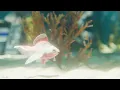 JUST YOU (Visualizer) | Tarsem Jassar | Pav Dharia | VISION EP