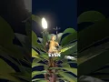 Download Lagu How the Vietnamese Turned Banana Trees Into Turrets 🌴🎋