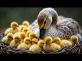 Download Lagu Amazing! Ducklings Hatching From Eggs With Goose / Found Duck Nest Hatching a Lot Of Baby Ducks