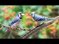 Lagu Relaxing Birdsong - Melodious Chirping of Birds in the Forest Soothes Stress, Anxiety \u0026 Depression
