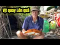 Chú giá thấy vịt quay hết hồn 