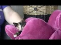 Leigh s Lost and Found Digital Extra Expert shares a few myths about cats