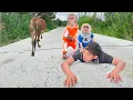 Download Lagu Unbelievable ending ! Lost Cow, Baby Monkey \u0026 CUTIS React Emotionally to Dad😯